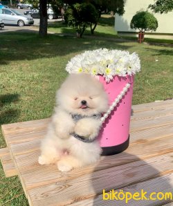 Teddy Face Boo Pomeranian Yavrular 3