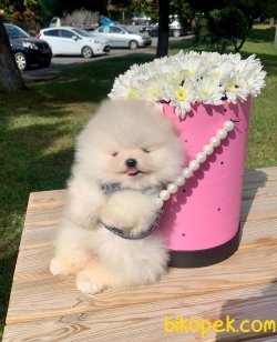 Teddy Face Boo Pomeranian Yavrular 4