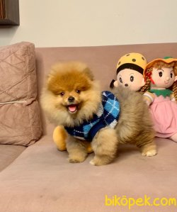 Sağlık & Irk Garantili Pomeranian Yavrular 2