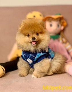 Sağlık & Irk Garantili Pomeranian Yavrular 1