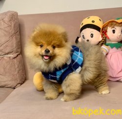 Sağlık & Irk Garantili Pomeranian Yavrular 4