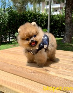 Teddy Face Boo Pomeranian Yavrular 2