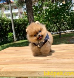Teddy Face Boo Pomeranian Yavrular 4