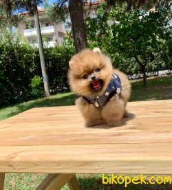 Teddy Face Boo Pomeranian Yavrular 3