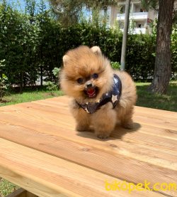 Teddy Face Boo Pomeranian Yavrular 1