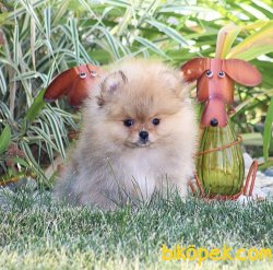 Teddy Face Boo Pomeranian Yavrular 2