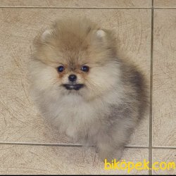 Teddy Face Boo Pomeranian Yavrular 1