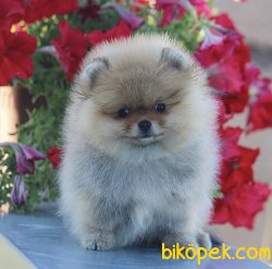 Teddy Face Boo Pomeranian Yavrular 3