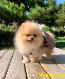 Teddy Face Boo Pomeranian Yavrular 4