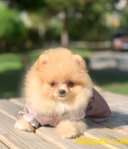 Teddy Face Boo Pomeranian Yavrular 3