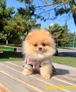 Teddy Face Boo Pomeranian Yavrular 2