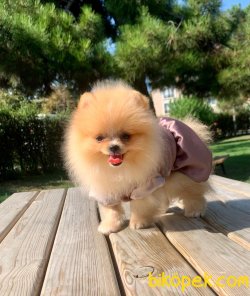 Teddy Face Boo Pomeranian Yavrular 1
