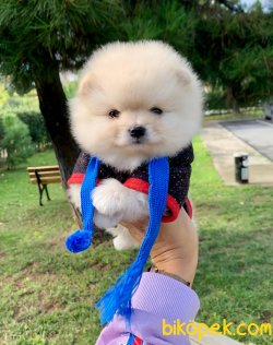 Teddy Face Boo Pomeranian Yavrular 1