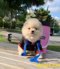 Teddy Face Boo Pomeranian Yavrular 2