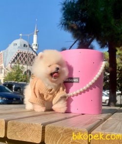 Teddy Face Gülen Surat Boo Pomeranian Yavrular 2