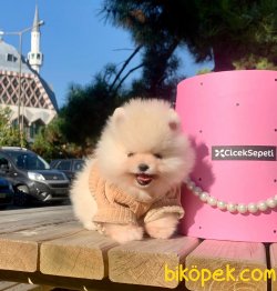 Teddy Face Gülen Surat Boo Pomeranian Yavrular 3