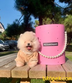 Teddy Face Gülen Surat Boo Pomeranian Yavrular 1