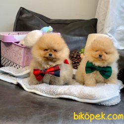 Teddy Face Boo Pomeranian Yavrular 2