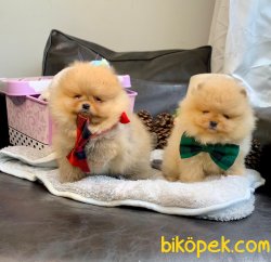Teddy Face Boo Pomeranian Yavrular 1