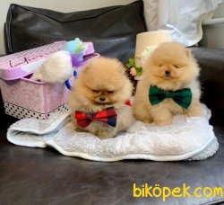 Teddy Face Boo Pomeranian Yavrular 3