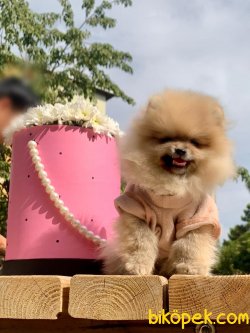 Teddy Face Boo Pomeranian Yavrular 3
