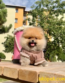 Teddy Face Boo Pomeranian Yavrular 2