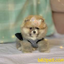 Teddy Face Boo Pomeranian Yavrular 4