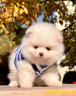 Teddy Face Boo Pomeranian Yavrular 2