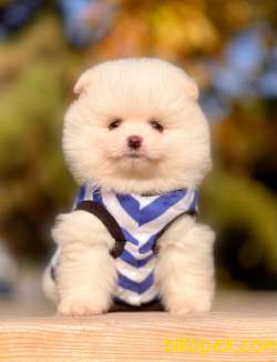 Teddy Face Boo Pomeranian Yavrular 3