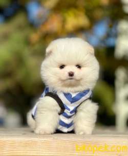 Teddy Face Boo Pomeranian Yavrular 1