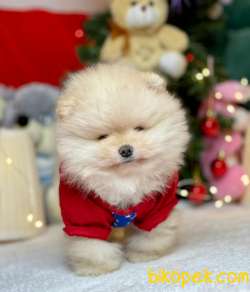Teddy Face Boo Pomeranian Yavrular 1