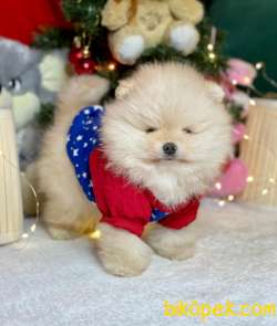 Teddy Face Boo Pomeranian Yavrular 2