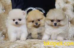Teddy Face Boo Pomeranian Yavrular 1