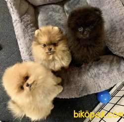 Teddy Face Boo Pomeranian Yavrular 3