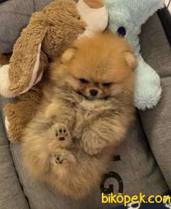 Teddy Face Boo Pomeranian Yavrular 2