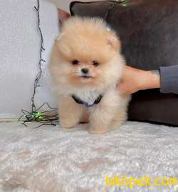 Teddy Face Boo Pomeranian Yavrular 5
