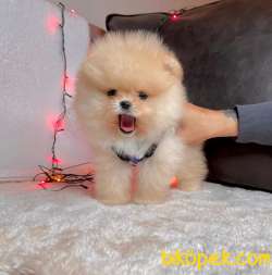 Teddy Face Boo Pomeranian Yavrular 4