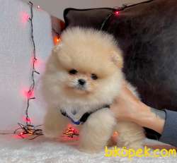 Teddy Face Boo Pomeranian Yavrular 1