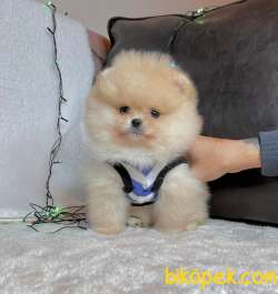 Teddy Face Boo Pomeranian Yavrular 3