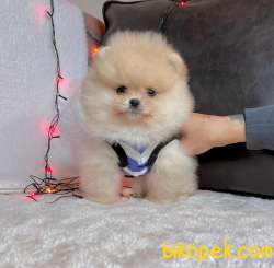 Teddy Face Boo Pomeranian Yavrular 2