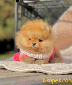 Teddy Face Boo Pomeranian Yavrular 2