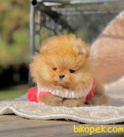 Teddy Face Boo Pomeranian Yavrular 4
