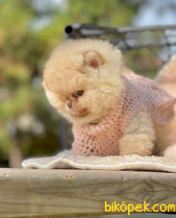 Teddy Face Boo Pomeranian Yavrular 3