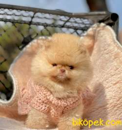 Teddy Face Boo Pomeranian Yavrular 4