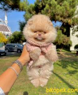 Teddy Face Boo Pomeranian Yavrular 2