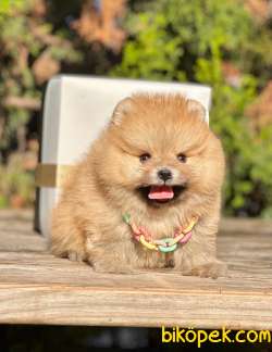 Teddy Face Boo Pomeranian Yavrular 2