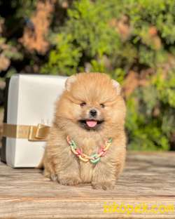 Teddy Face Boo Pomeranian Yavrular 1