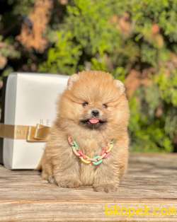 Teddy Face Boo Pomeranian Yavrular 3