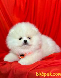 Teddy Face Boo Pomeranian Yavrular 2