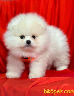 Teddy Face Boo Pomeranian Yavrular 1